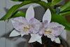 Diacattleya Chantilly Lace 'Twinkle'